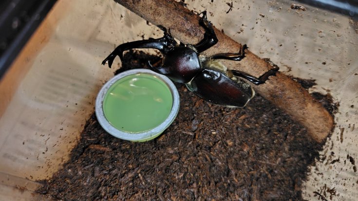カブトムシ育ててます！